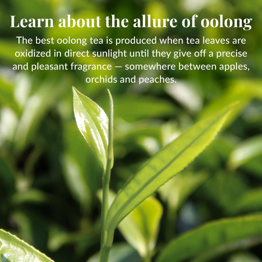 Dragon Oolong Tea Bags - Image 5